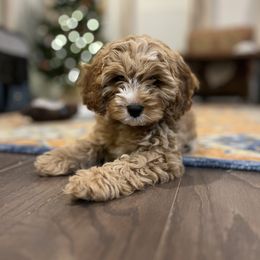 Cavapoo, Havapoo, and Poodle Puppies from West Cobb Dogs