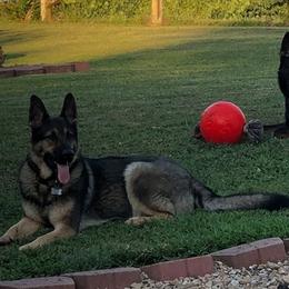 German Shepherds from Skaggs Shepherds