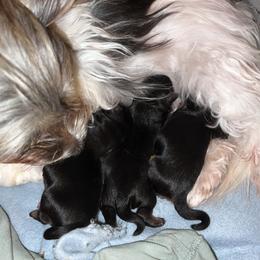 Morkie Puppies from McConnell’s Morkies