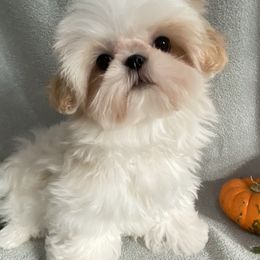 Starlight - Shih Tzu