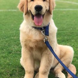 Golden Retriever Puppies from Laryssa Stefano