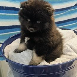 Pomeranian and Pomsky Puppies from Amazing High Desert Pomskys