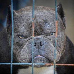 American Bullies from RichPortMiniBulls
