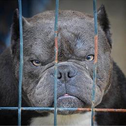 American Bullies from RichPortMiniBulls