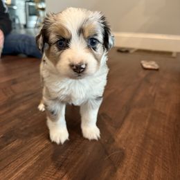 Blue Merle female - Blue merle Miniature Australian Shepherd puppy in Westminster, Massachusetts from Smokin Gun Aussies