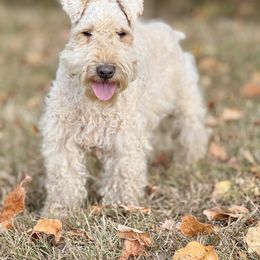 Jazz - Lakeland Terrier