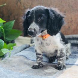 Oscar - Piebald male Dachshund puppy in Midland, Texas from The Barefield Doxies