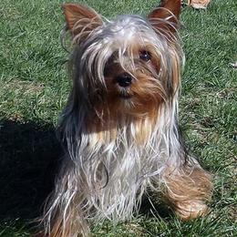 Pretty Boy - Blue and gold male Yorkshire Terrier puppy in Baraga, Michigan from Ojibwa Yorkies