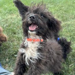 Aussiedoodle, Miniature Australian Shepherd, Poodle, and Toy Australian Shepherd Puppies from Mowry Creek Mini Aussiedoodles and More