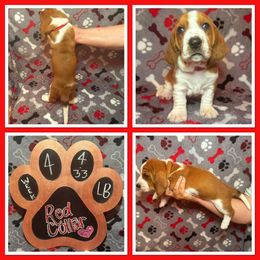 Red collar female - Mahogany and white female Basset Hound puppy in Hamilton, Indiana from Cam’s Country Bassets