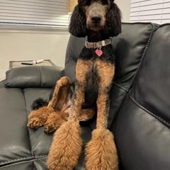 Selina - Poodle