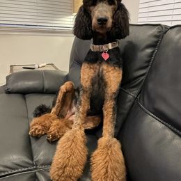 Selina - Poodle