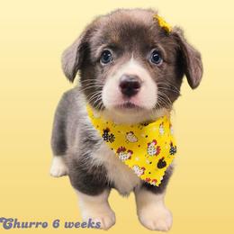 Churro - Gray and white female American Corgi puppy in Mansfield, Ohio from Moonrise corgis