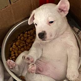 Mark - White male Jack Russell Terrier puppy in Melbourne, Florida from Rustling Oaks Jack Russell Terrier’s