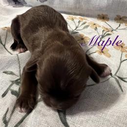 Maple - Red and white female Shih Tzu puppy in Hemet, California from Aloha Shih Tzu