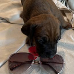Bone - Red female Redbone Coonhound puppy in Angleton, Texas from Dorsett Dogs