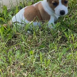 Jack Russell Terrier Puppies from Kajun Jacks