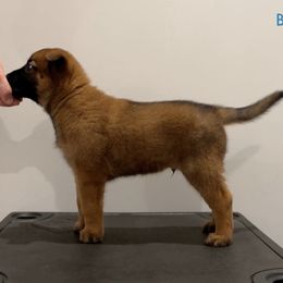 Blue Collar - Fawn male Belgian Malinois puppy in Cameron, North Carolina from Wildheart Belgian Malinois