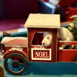 Baby pink collar female - Parti female Double Doodle puppy in Norfolk, Virginia from Móraí’s Doodles