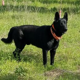 Jett - German Shepherd