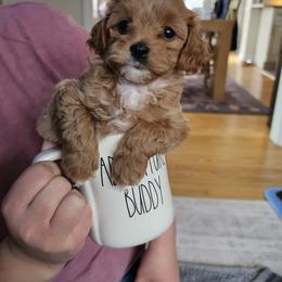 Apricot Girl - Red female Cockapoo puppy in Birdsboro, Pennsylvania from Cooper Family Cockapoos