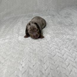 Girl 3 - female Dachshund puppy in Blackfoot, Idaho from 208 Weenies