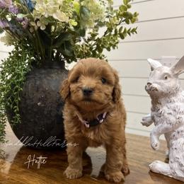 Hattie 1750 - Red female Aussiedoodle puppy in Rienzi, Mississippi from Saddle Hill Farms