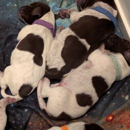 German Shorthaired Pointer Puppies from Hanaway GSPs
