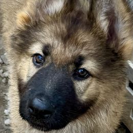 Shiloh Shepherd Puppies from Smokeshow Shilohs and Shepherds