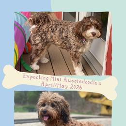 Hazel - Aussiedoodle