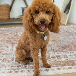 Pepper - Goldendoodle