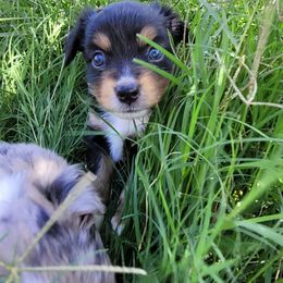 Miniature Australian Shepherd and Toy Australian Shepherd Puppies from Heritage Homestead