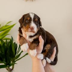 Kiwi - female Golden Mountain Doodle puppy in New River, Arizona from Sonoran Standard Doodles