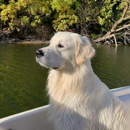 Benny - Golden Retriever