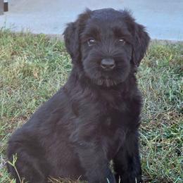 Jolie - Black female Giant Schnauzer puppy in Bowling Green, Kentucky from Von Der Victory
