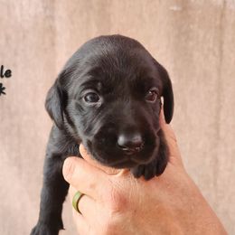 Black girl 3 - Black female Labrador Retriever puppy in Hebron, Kentucky from Top Notches Labrador Retrievers