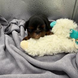 Peter - Black and tan male English Toy Spaniel puppy in Pennsylvania from Enchanting Charlies