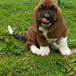 Benny - Brown black and white male Basset Hound puppy in Imler, Pennsylvania from Happy Hounds