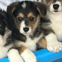 Pretty Precious Darling - Black and tan female Pembroke Welsh Corgi puppy in Blaine, Tennessee from Rose Brier Pembroke Welsh Corgis