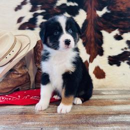 'Judy' - Black tri-color female Australian Shepherd puppy in Durand, Wisconsin from Larson’s Legacy Aussome Aussie Kennels