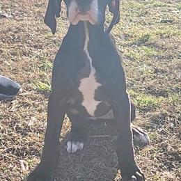 Eileen - Mantle female Great Dane puppy in Walker, Louisiana from La Rebel Danes