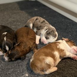 Aussiedoodle puppies from Drew’s Aussies & Doodles