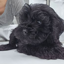 Tootsie - Black Female Cockapoo - Black female Cockapoo puppy in Ocean Township, New Jersey from Teddy Bear Cockapoos