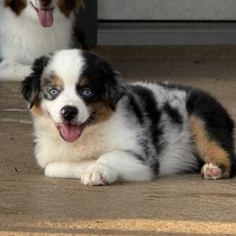 Cody - Blue merle male Miniature Australian Shepherd puppy in Conroe, Texas from Brijet Knipp