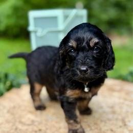 Chip - Black phantom male Aussiedoodle puppy in Chattanooga, Tennessee from Leafy Acre Mini Farm