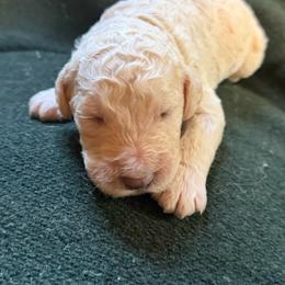 Ray - Cream male Poodle puppy in St. Johnsbury, Vermont from Poodles of the Northern Woods