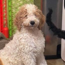 Jaxson - White male Double Doodle puppy in Mineola, Texas from ETX Dandy Doodle
