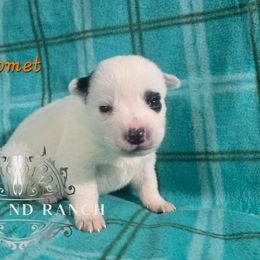 Comet - Blue male Australian Cattle Dog puppy in Silsbee, Texas from Rockin ND Ranch