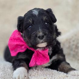 Girl 1 - Black tri-color female Aussiedoodle puppy in Junction, Utah from Sugar Doodles