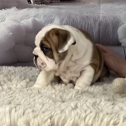 Bulldog Puppies from Sweet Rolls